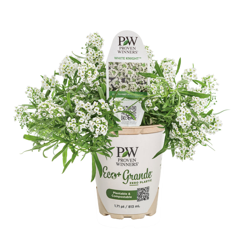 White Knight® Sweet Alyssum (Lobularia hybrid)