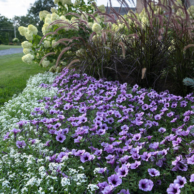 White Knight Sweet Alyssum in use.