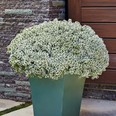 White Knight Sweet Alyssum in use.