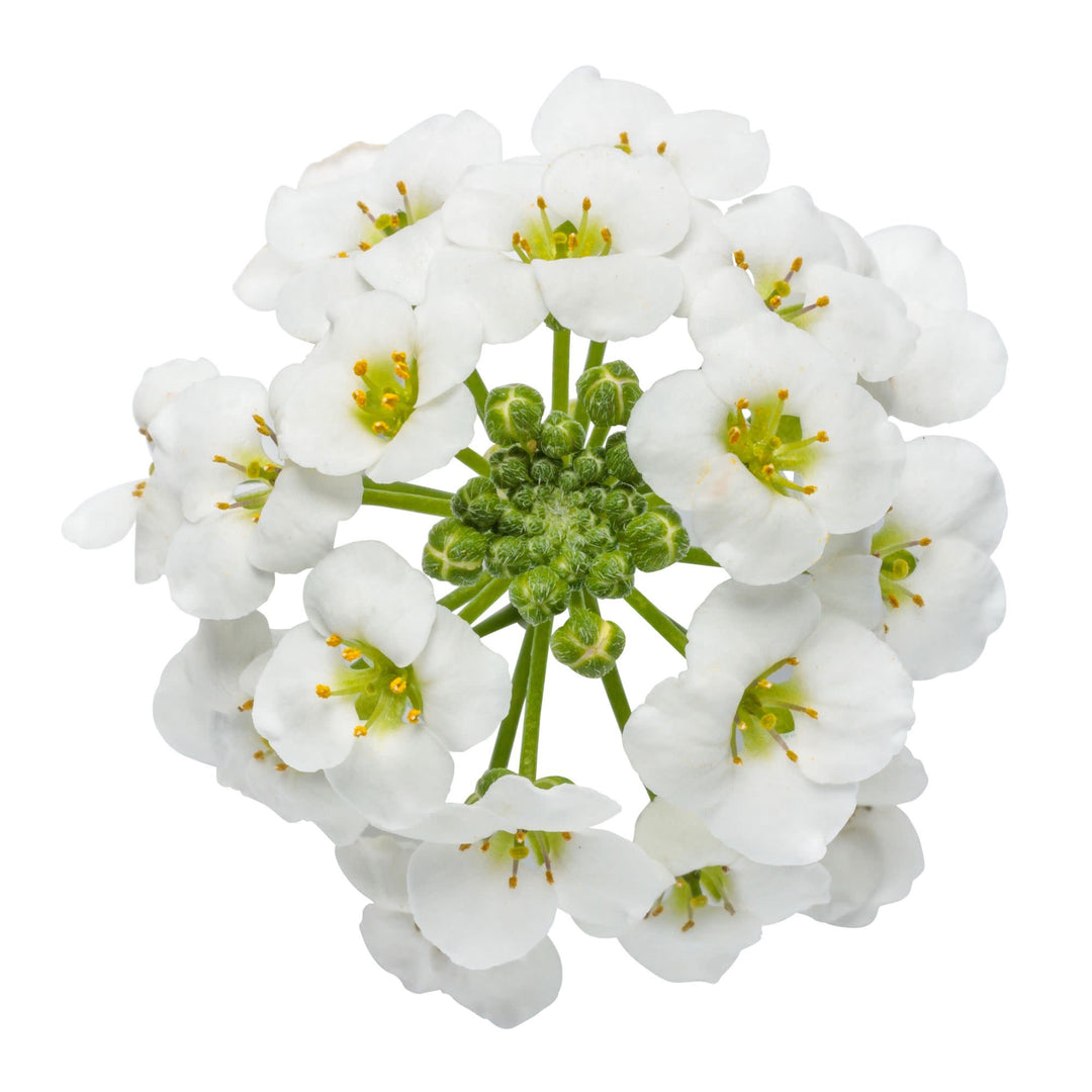 White Knight® Sweet Alyssum (Lobularia hybrid)