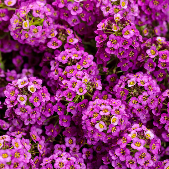 Violet Knight® Sweet Alyssum (Lobularia maritima)