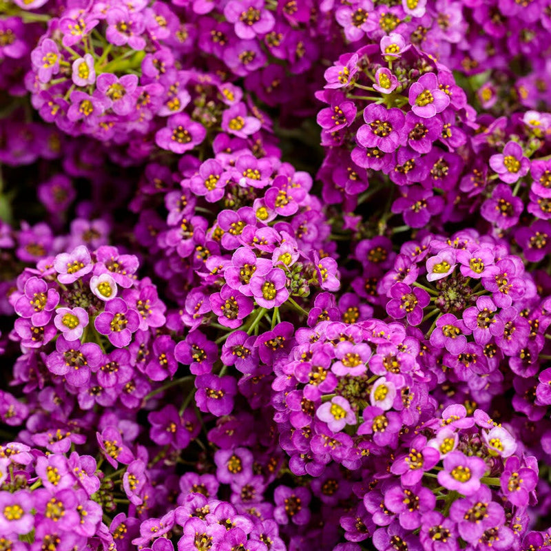 Violet Knight Sweet Alyssum up close.