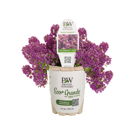 Violet Knight® Sweet Alyssum (Lobularia maritima)