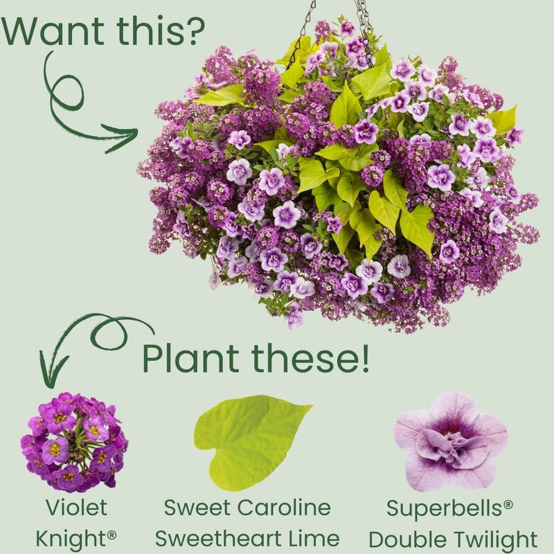 Violet Knight® Sweet Alyssum (Lobularia maritima)