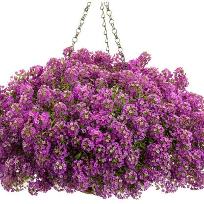 Violet Knight Sweet Alyssum in use.