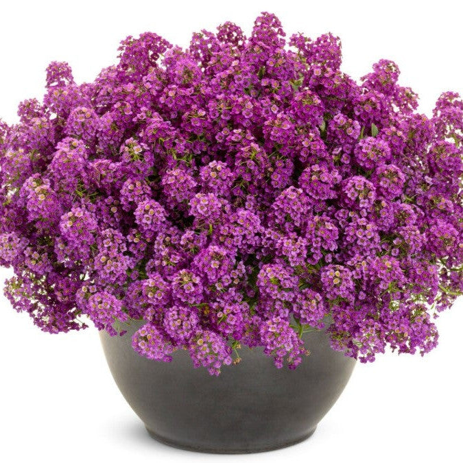 Violet Knight Sweet Alyssum in use.