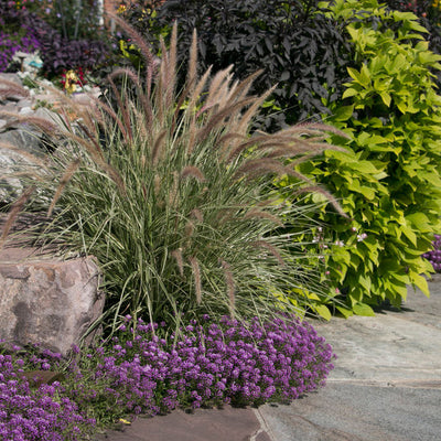 Violet Knight Sweet Alyssum in use.