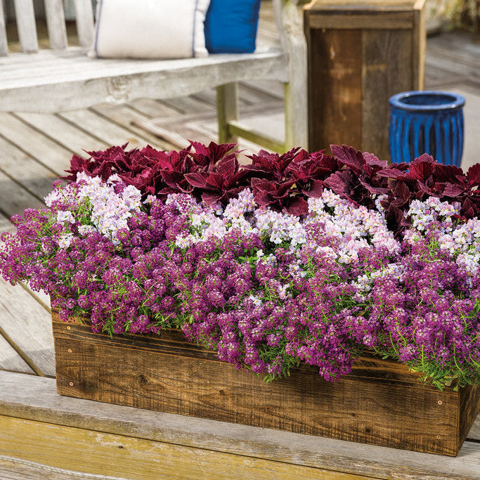 Violet Knight Sweet Alyssum in use.