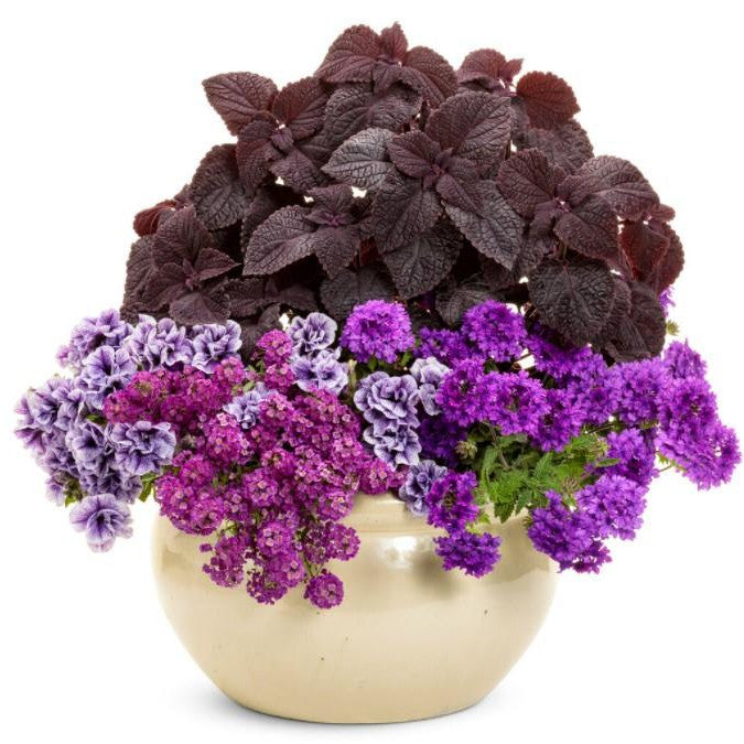 Violet Knight Sweet Alyssum in use.