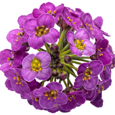 Violet Knight® Sweet Alyssum (Lobularia maritima)