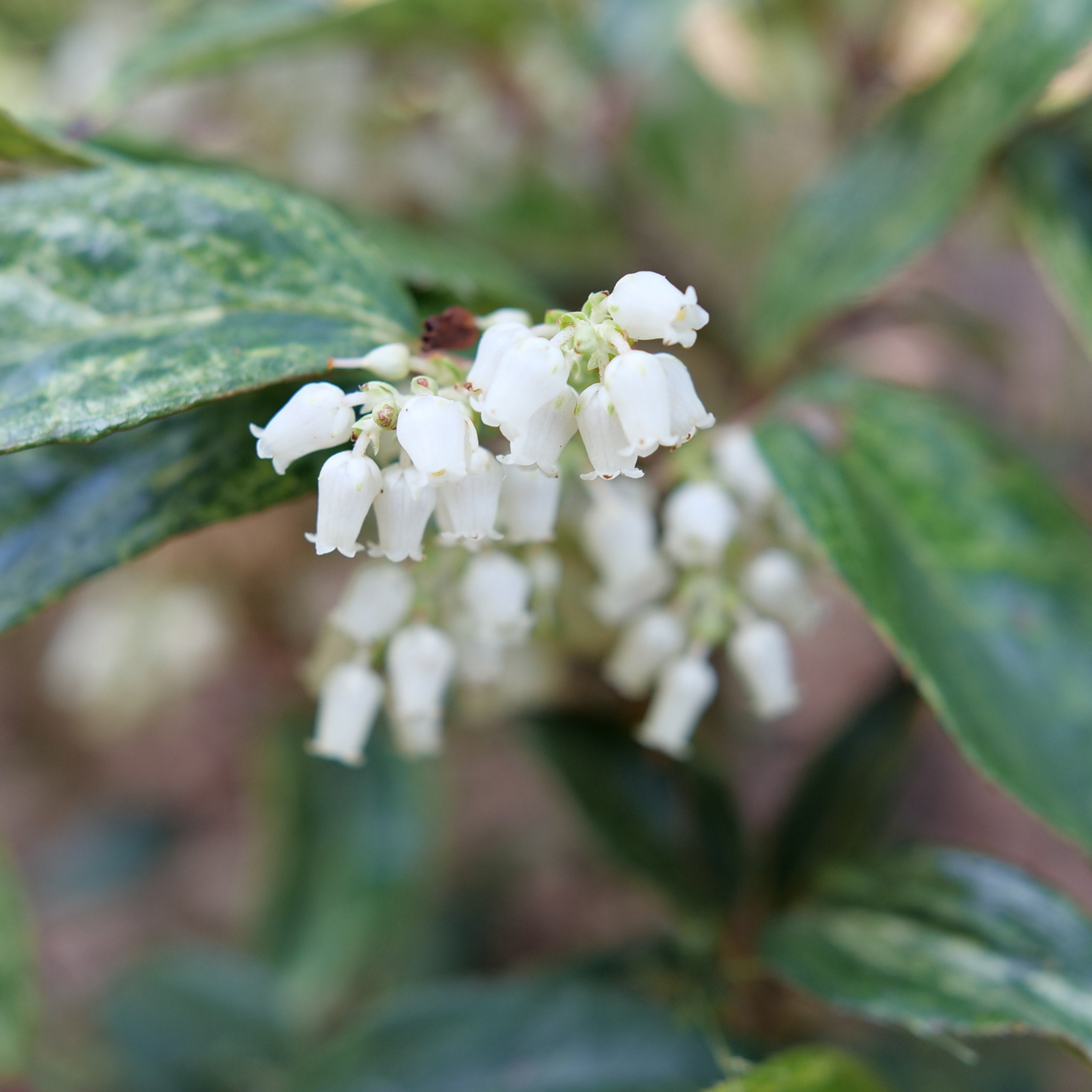Doghobble | Paisley Pup® | Proven Winners® Shrubs – Proven Winners