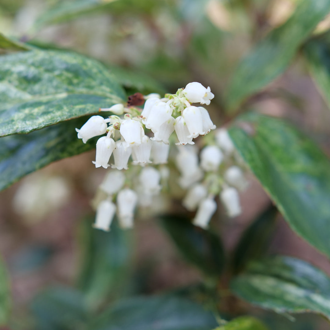 Doghobble | Paisley Pup® | Proven Winners® Shrubs – Proven Winners