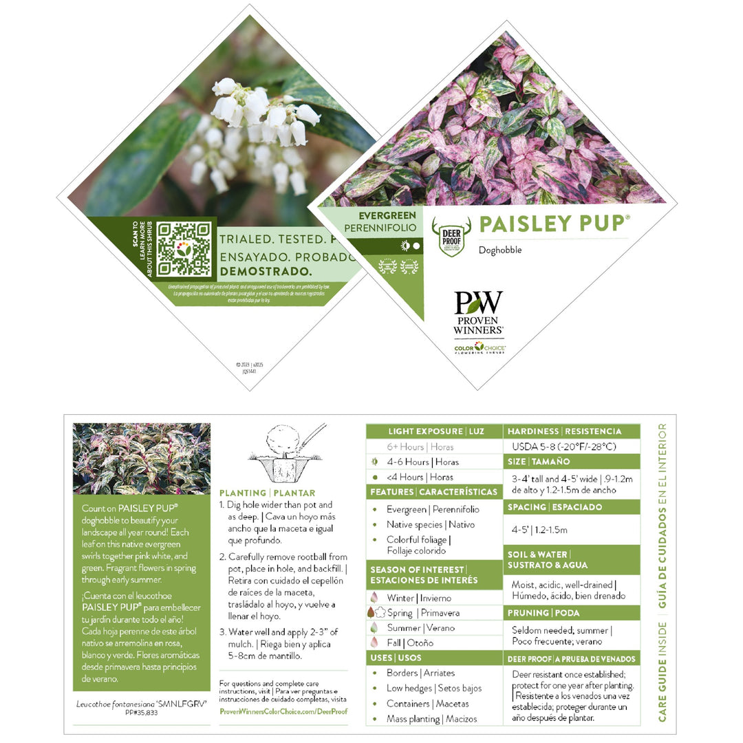 Paisley Pup® Doghobble (Leucothoe fontanesiana)