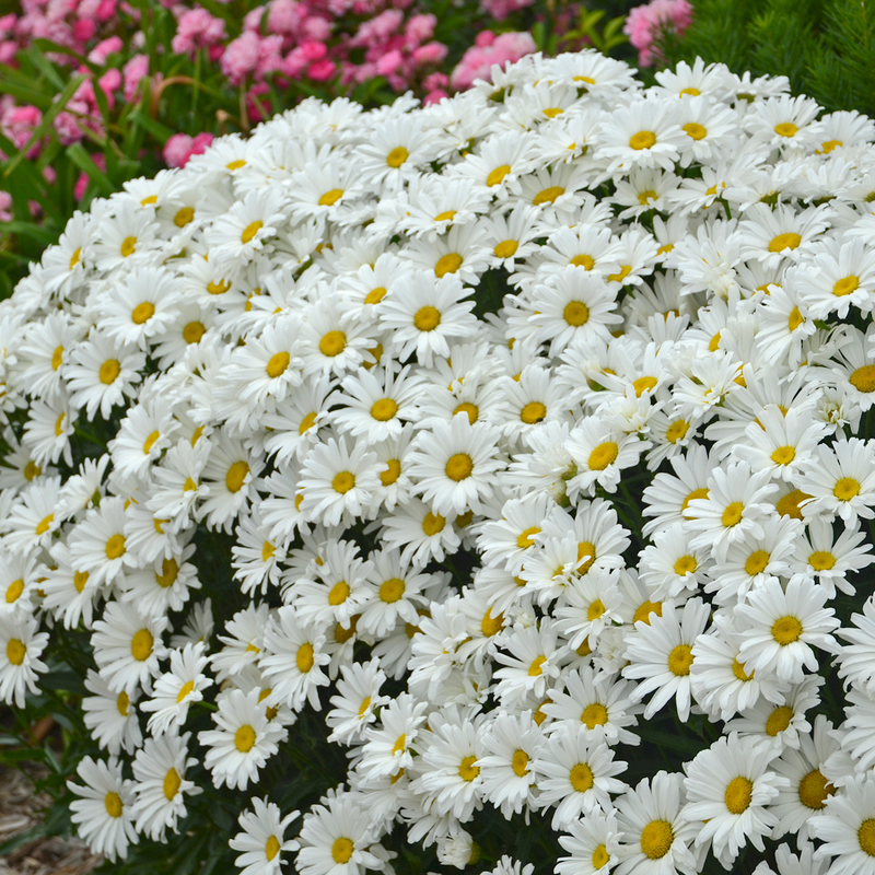 Amazing Daisies® Daisy May® Shasta Daisy (Leucanthemum superbum)