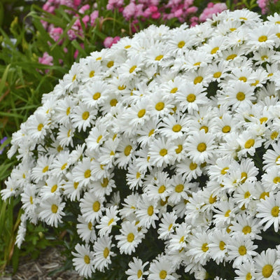 Amazing Daisies Daisy May Shasta Daisy in focus.