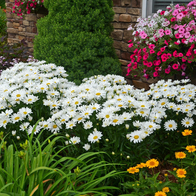 Amazing Daisies Daisy May Shasta Daisy in use.