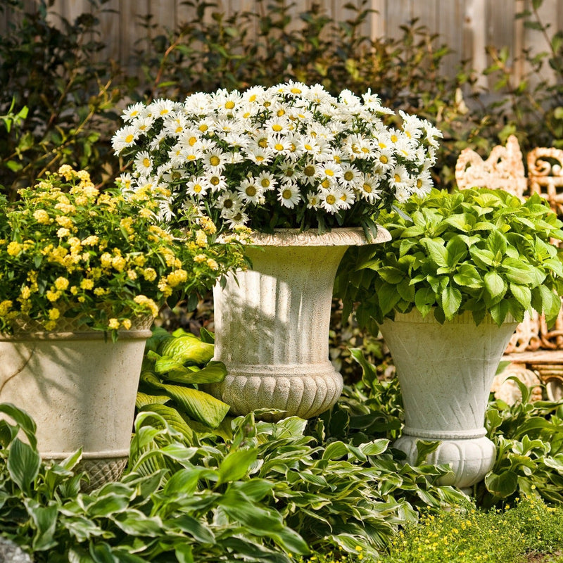 Amazing Daisies Daisy May Shasta Daisy in use.