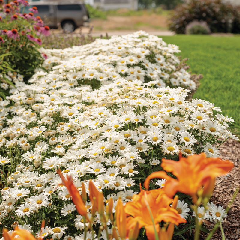 Amazing Daisies Daisy May Shasta Daisy in use.