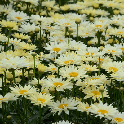 Amazing Daisies 'Banana Cream II' Shasta Daisy up close.