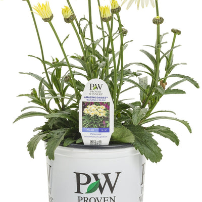 Amazing Daisies 'Banana Cream II' Shasta Daisy in container.