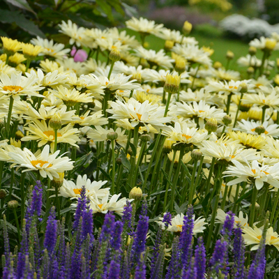 Amazing Daisies 'Banana Cream II' Shasta Daisy in focus.