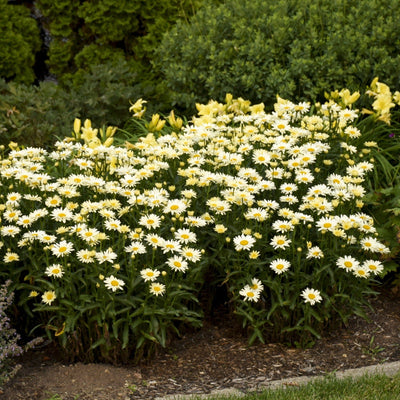 Amazing Daisies 'Banana Cream II' Shasta Daisy in focus.