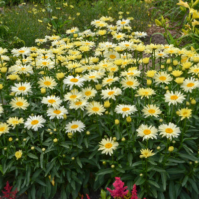 Amazing Daisies 'Banana Cream II' Shasta Daisy in use.