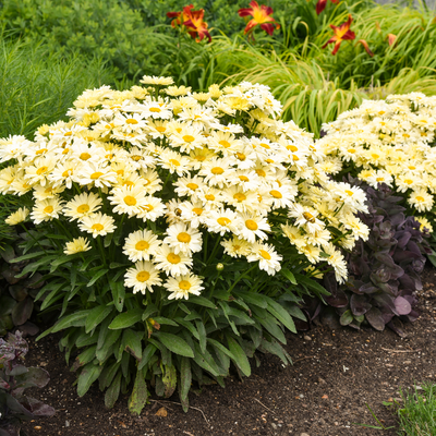 Amazing Daisies 'Banana Cream II' Shasta Daisy in use.