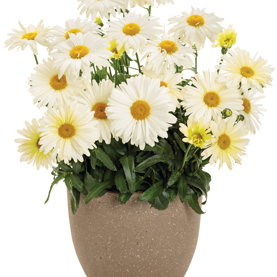 Shasta Daisy | Amazing Daisies® 'Banana Cream II' | Proven Winners