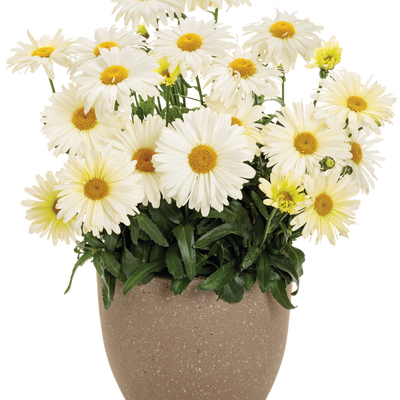 Amazing Daisies 'Banana Cream II' Shasta Daisy in use.