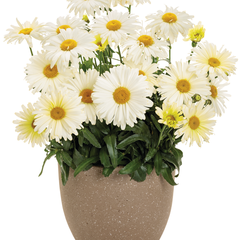 Amazing Daisies &