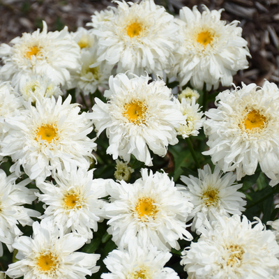 Amazing Daisies 'Marshmallow' Shasta Daisy up close.