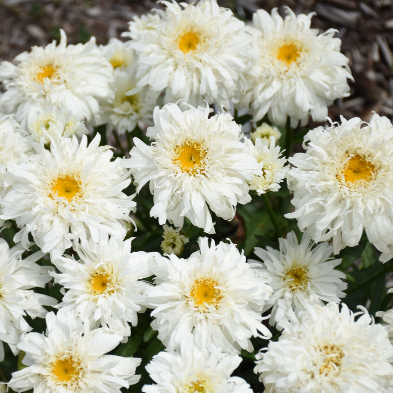 Amazing Daisies &