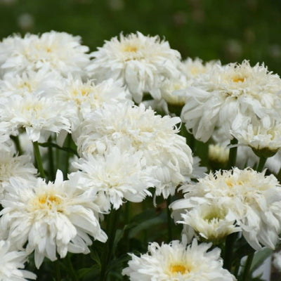 Amazing Daisies 'Marshmallow' Shasta Daisy up close.