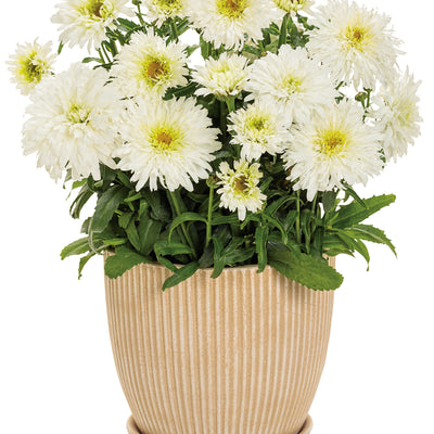 Amazing Daisies® 'Marshmallow' Shasta Daisy (Leucanthemum superbum)