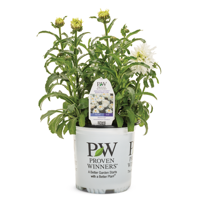 Amazing Daisies 'Marshmallow' Shasta Daisy in container.