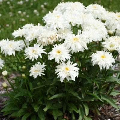 Amazing Daisies 'Marshmallow' Shasta Daisy in focus.