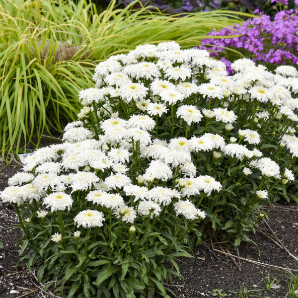 Amazing Daisies® &