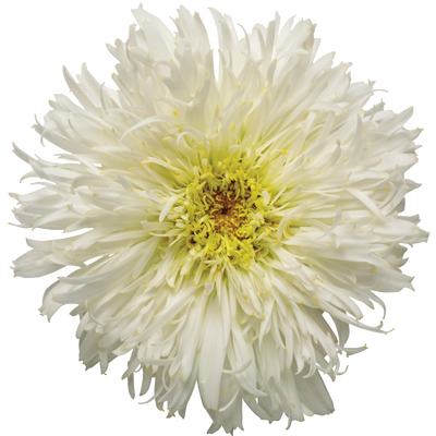 Amazing Daisies 'Marshmallow' Shasta Daisy in macro.