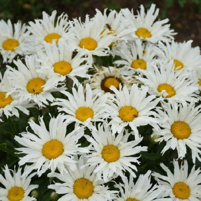 Amazing Daisies 'Spun Silk' Shasta Daisy up close.