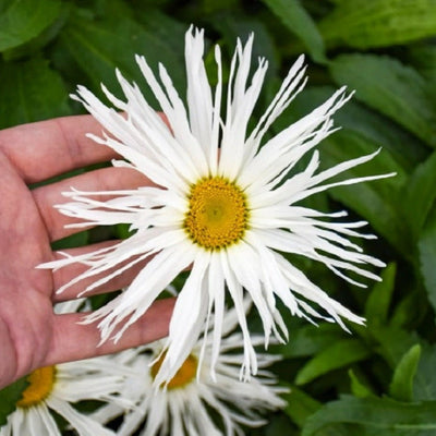 Amazing Daisies 'Spun Silk' Shasta Daisy up close.