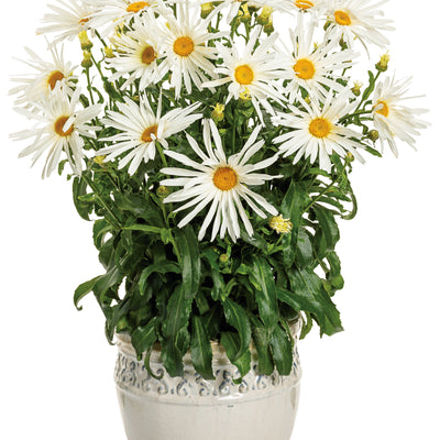 Amazing Daisies® 'Spun Silk' Shasta Daisy (Leucanthemum superbum)