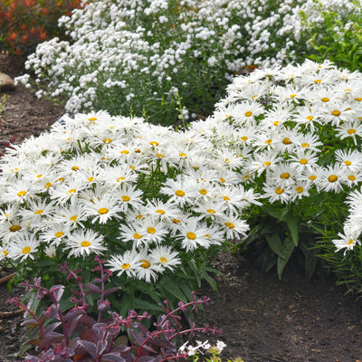 Amazing Daisies® 'Spun Silk' Shasta Daisy (Leucanthemum superbum)