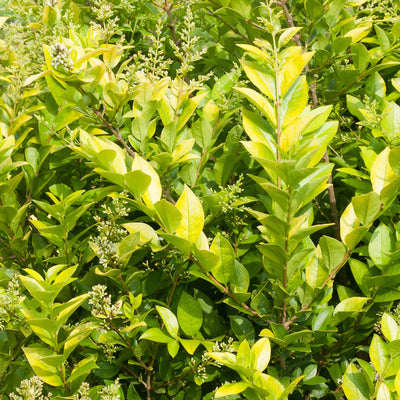 Golden Ticket Privet up close.