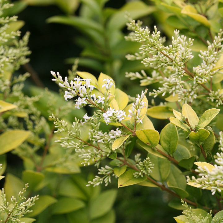 Proven Winners 1 Gal. Golden Ticket Privet (Ligustrum) Live Shrub, White Flowers and Yellow Foliage