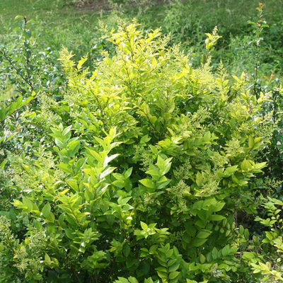 Golden Ticket Privet up close.