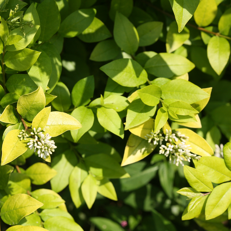 Golden Ticket Golden Ticket Privet up close.