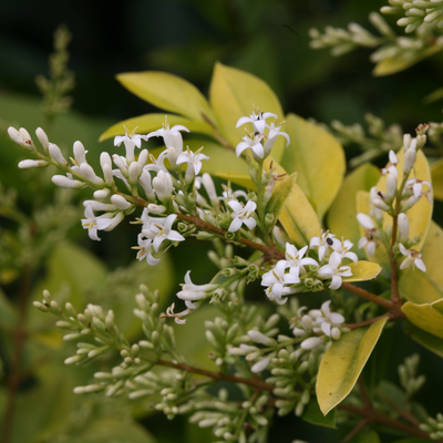 Golden Ticket Golden Ticket Privet up close.