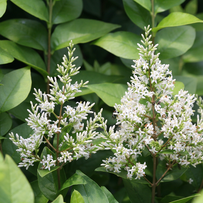 Golden Ticket Golden Ticket Privet up close.