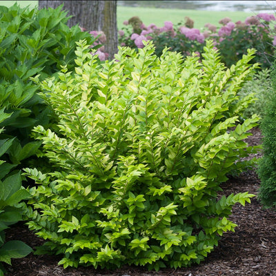 Golden Ticket Privet up close.